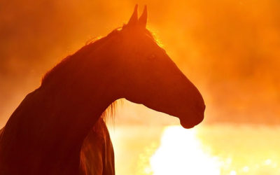Para-Reining