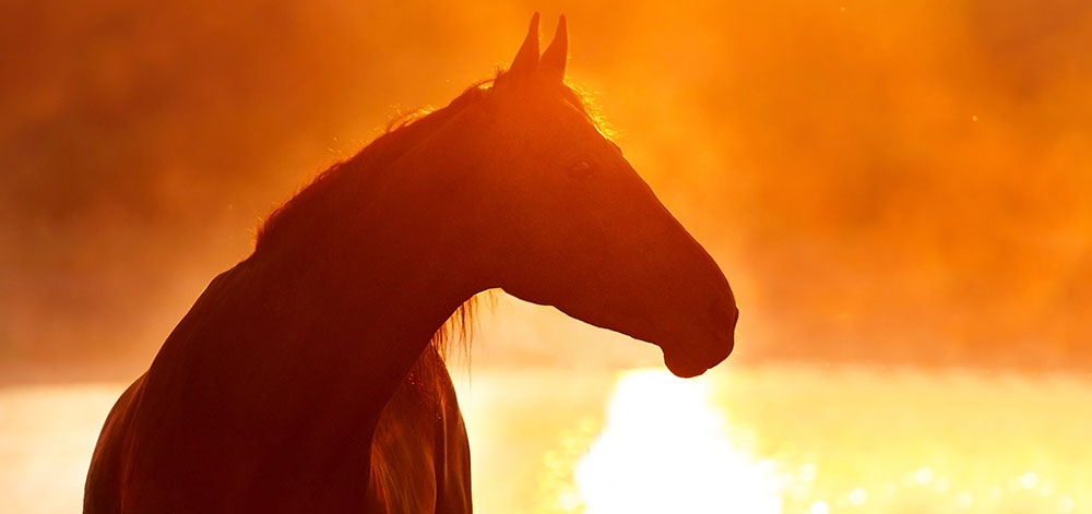 Para-Reining