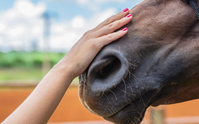 What Does the Pennsylvania Equine Council Do For You?