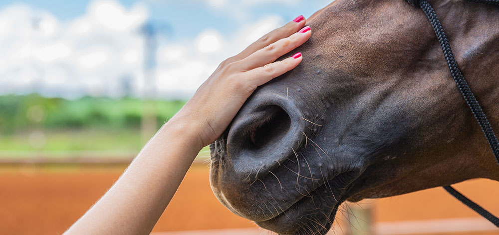 What Does the Pennsylvania Equine Council Do For You?